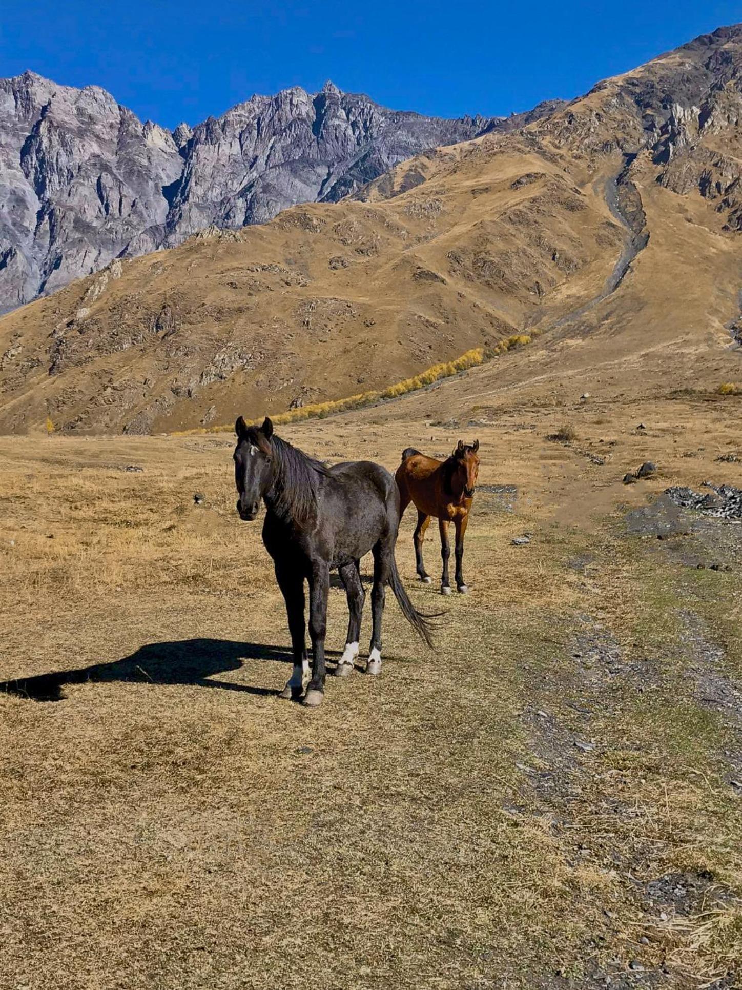 Kazbegi Inn Cottages Eksteriør billede